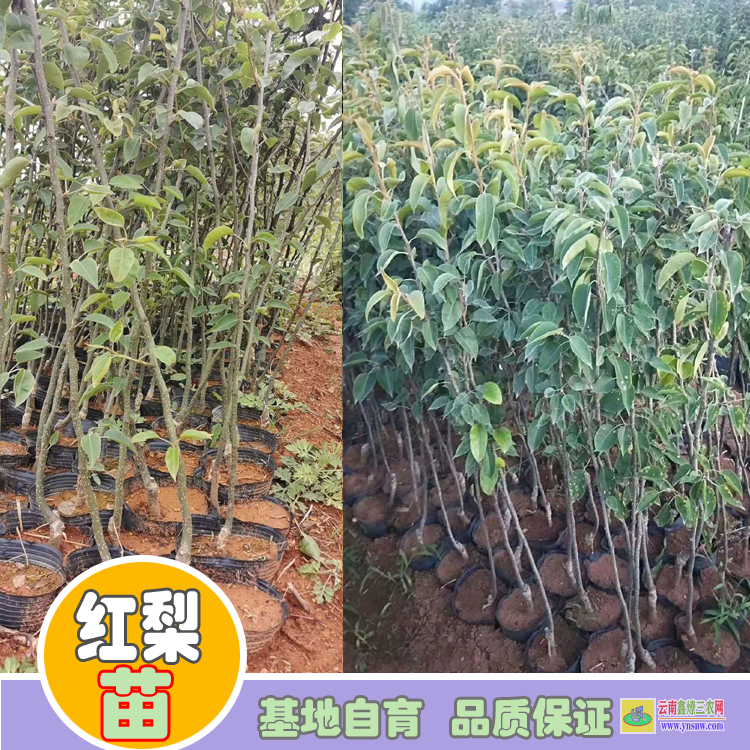 黔南三都海南黄花梨树苗价格|红梨苗批发|红梨苗品种