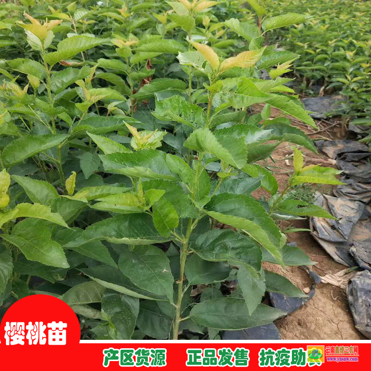 德阳广汉地径0.5-0.8花椒袋苗 2022果树苗价格查询 果树苗批发基地