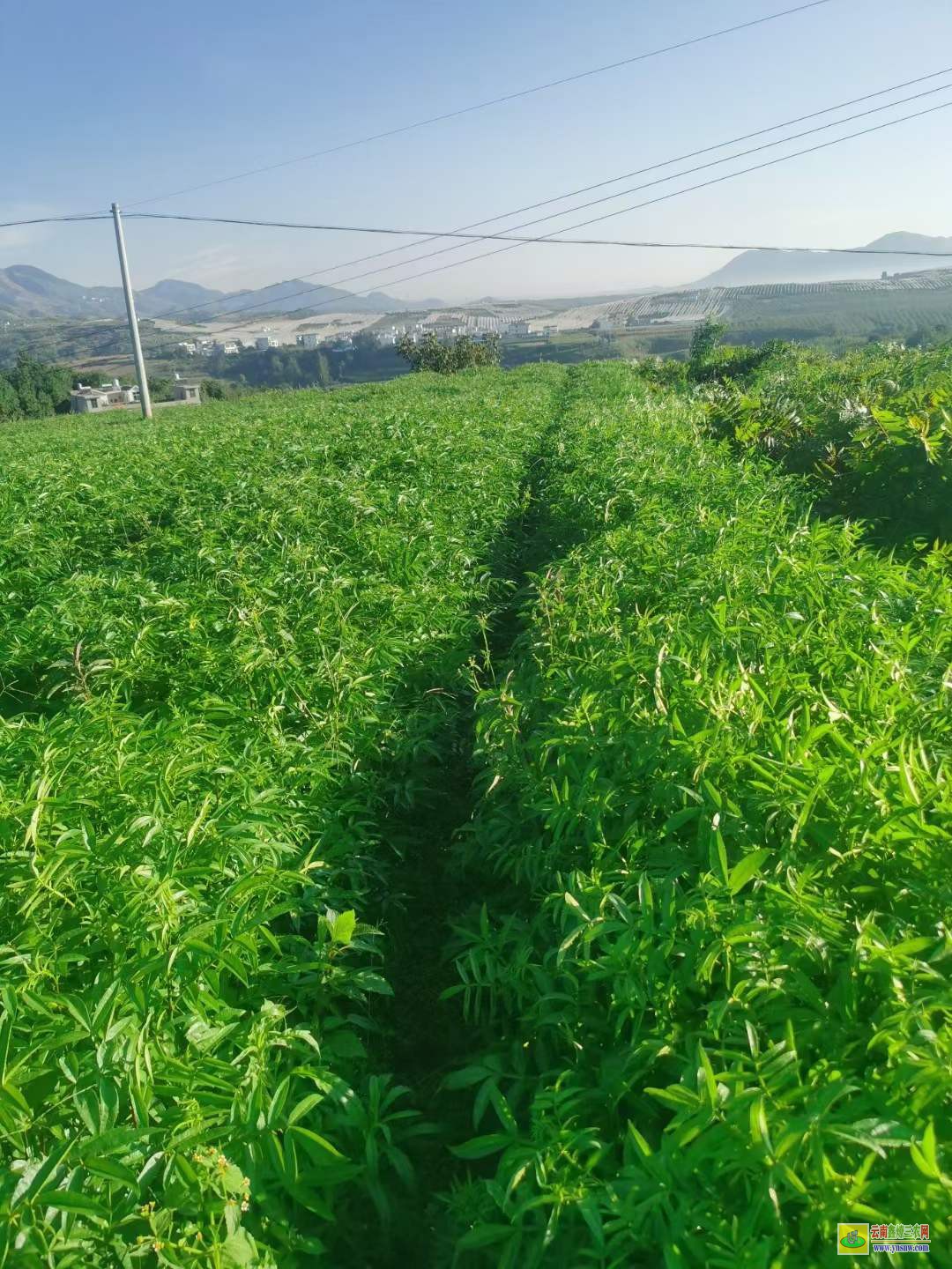 遵义汇川地径1-2分苹果袋苗 云南果树苗批发基地 果树苗批发基地