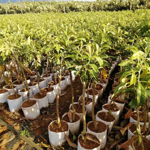 昭通威信枇杷苗木的标准|正宗蒙自枇杷苗|红河枇杷苗基地