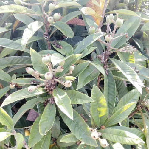 昭通昭阳枇杷苗的种植方法|正宗蒙自枇杷苗|枇杷苗批发价格查询