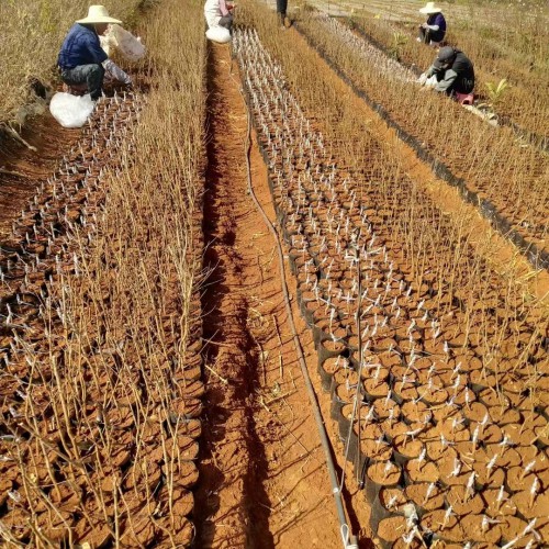 德宏芒市枇杷苗几年能结果|正宗蒙自枇杷苗|红河枇杷苗基地