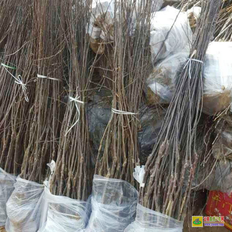 文山麻栗坡苹果苗批发价格 |脆苹果苗基地 |嘎啦苹果果苗价格
