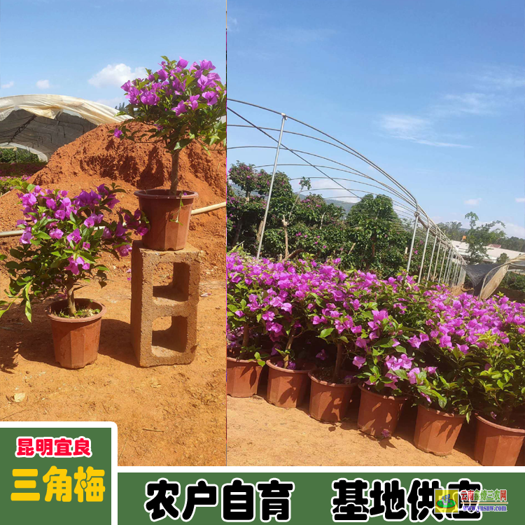 保山施甸重庆三角梅批发基地| 三角梅批发价格表| 云南三角梅供应商