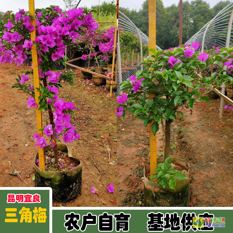 临沧耿马三角梅养殖基地| 三角梅小苗价格| 云南三角梅批发
