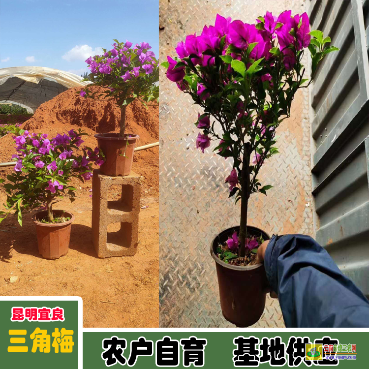 玉溪红塔三角梅苗木基地| 三角梅小苗价格| 云南三角梅供应商