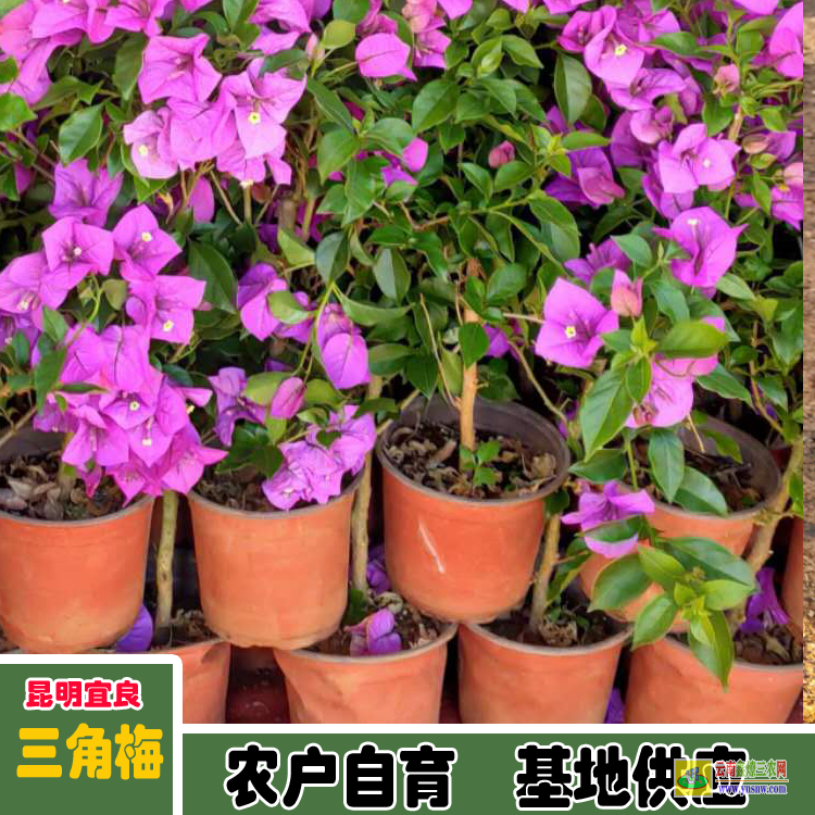 凉山西昌三角梅养殖基地山东| 三角梅小苗价格| 云南三角梅供应商