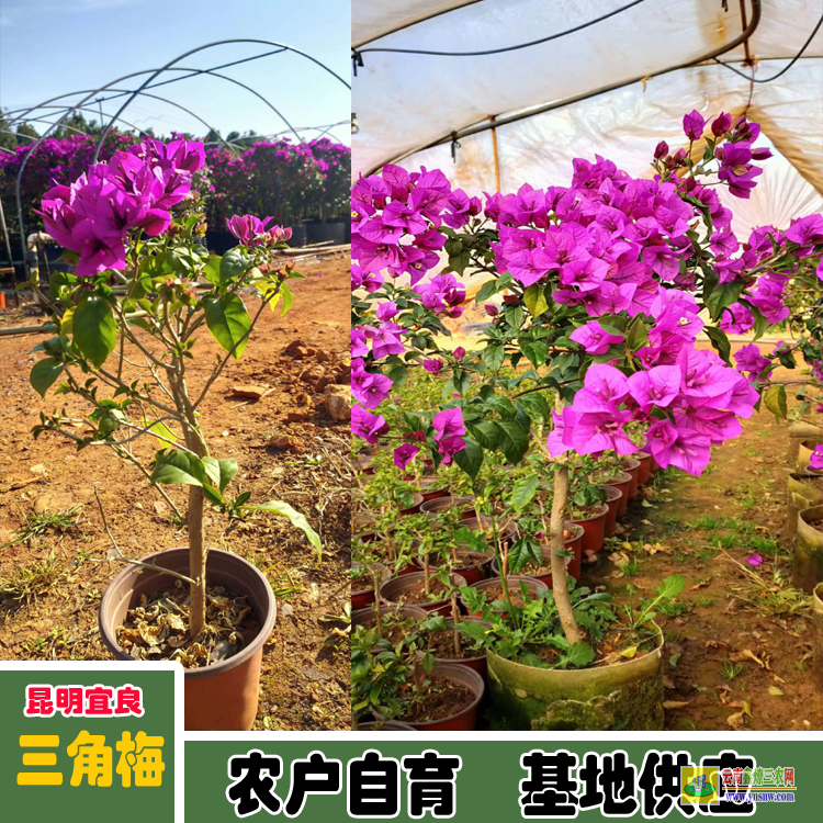 甘孜色达同安三角梅基地| 云南三角梅袋苗| 云南三角梅批发