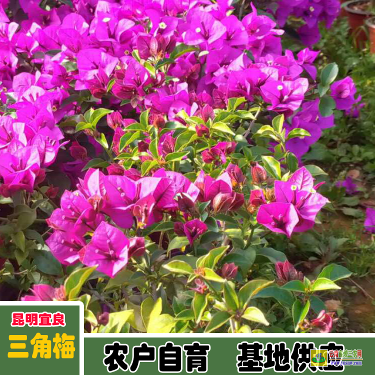 黔南龙里三角梅价格多少钱| 云南三角梅袋苗| 云南三角梅批发