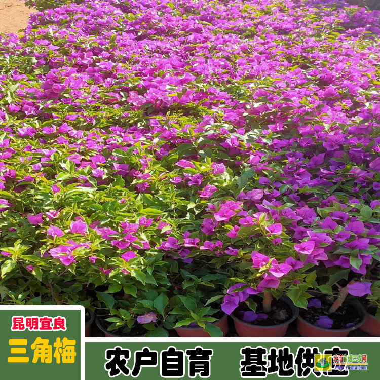 昭通彝良三角梅养殖基地| 三角梅小苗价格| 云南三角梅批发