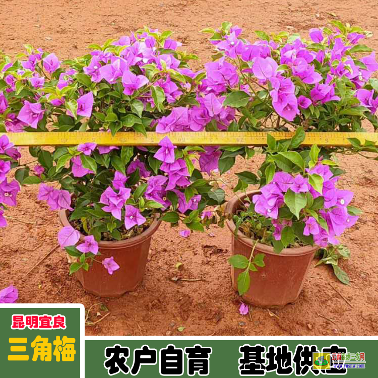 玉溪华宁重庆三角梅批发基地| 云南三角梅袋苗| 云南三角梅批发
