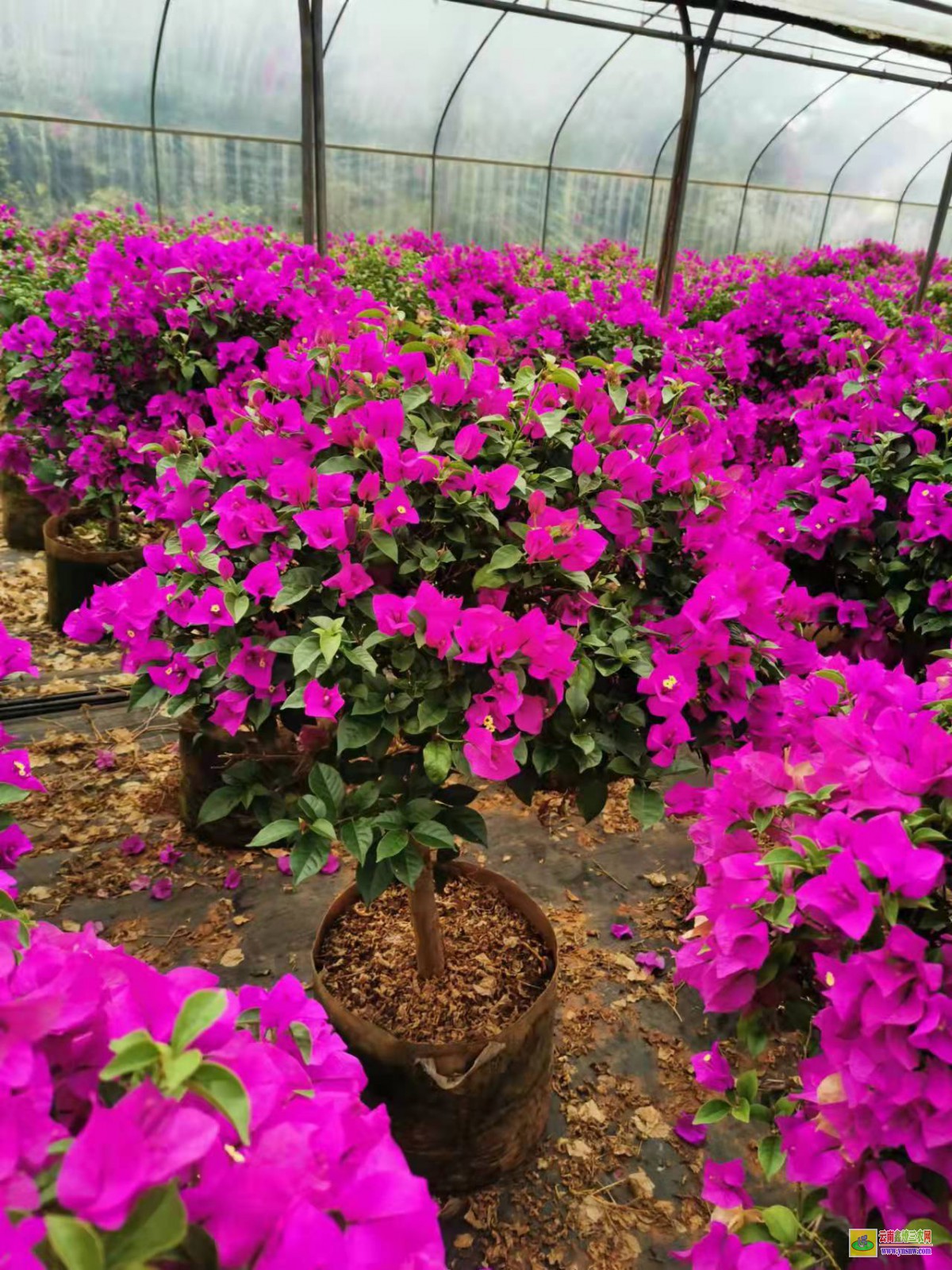 昆明禄劝广州三角梅种植基地| 云南三角梅袋苗| 云南三角梅批发