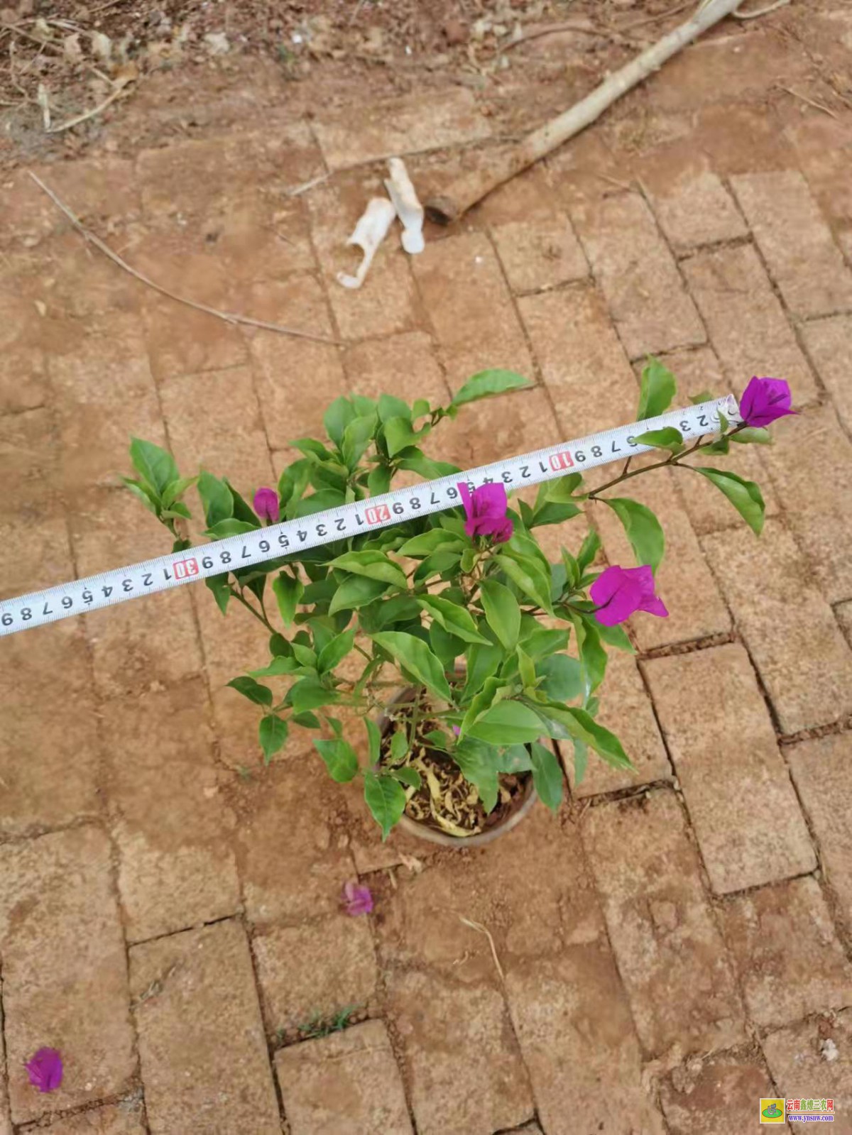 黔南龙里广州三角梅种植基地| 三角梅批发价格表| 云南三角梅批发