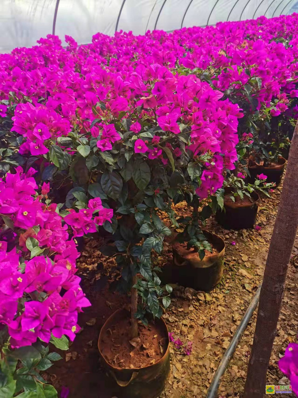 攀枝花米易三角梅花卉基地| 三角梅小苗价格| 云南三角梅批发