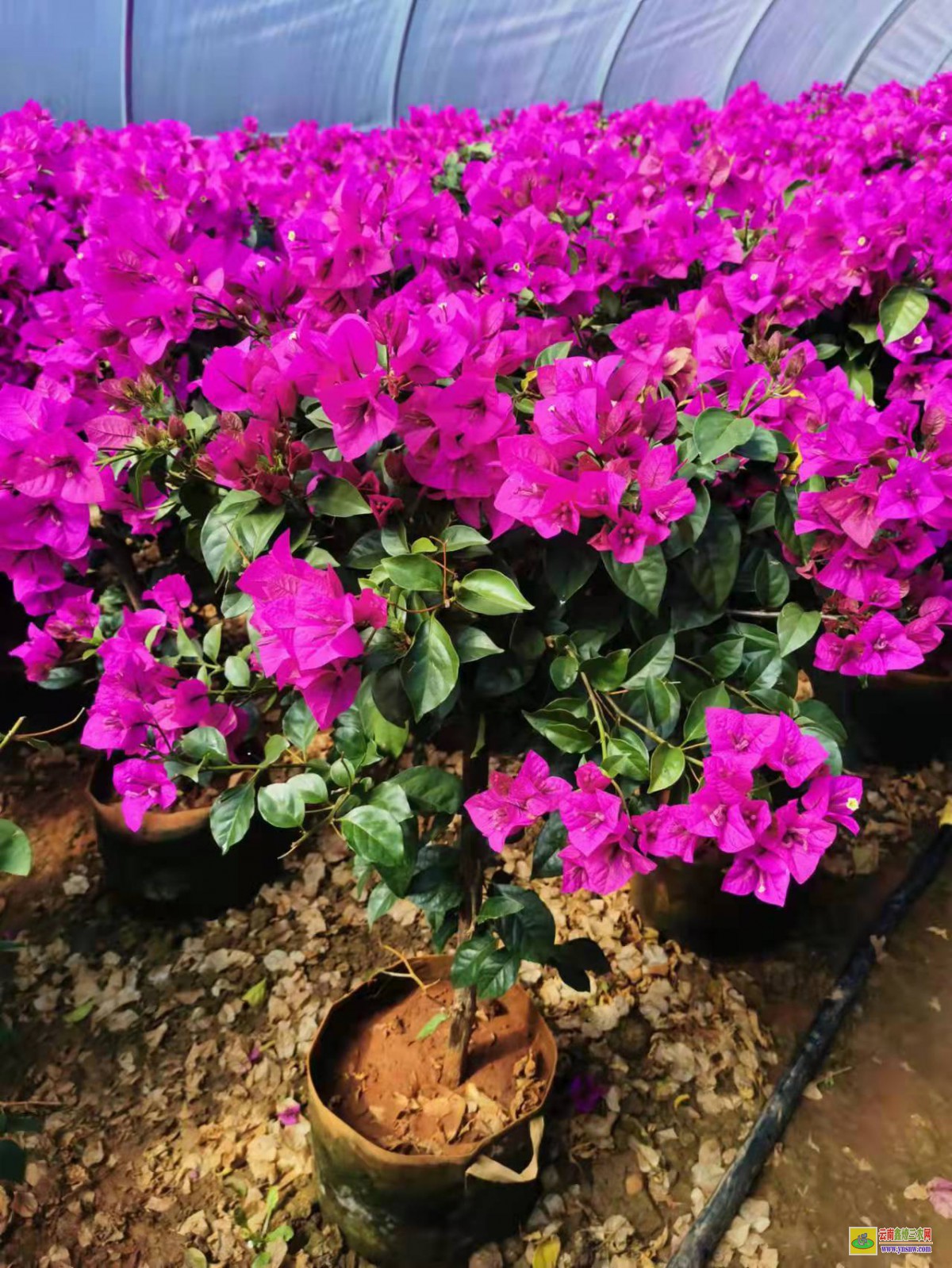 铜仁德江广州三角梅种植基地| 云南三角梅袋苗| 云南三角梅供应商