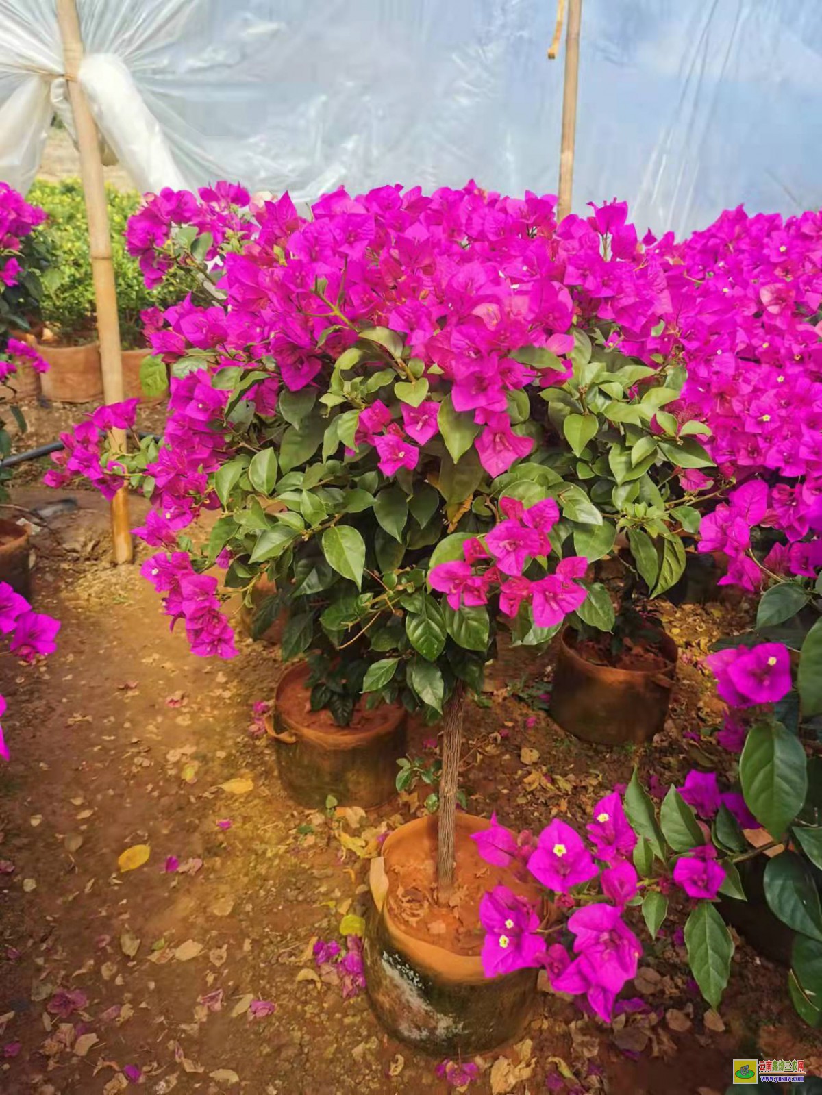 铜仁德江广州三角梅种植基地| 云南三角梅袋苗| 云南三角梅供应商