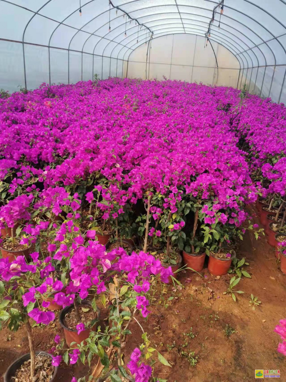 铜仁德江广州三角梅种植基地| 云南三角梅袋苗| 云南三角梅供应商