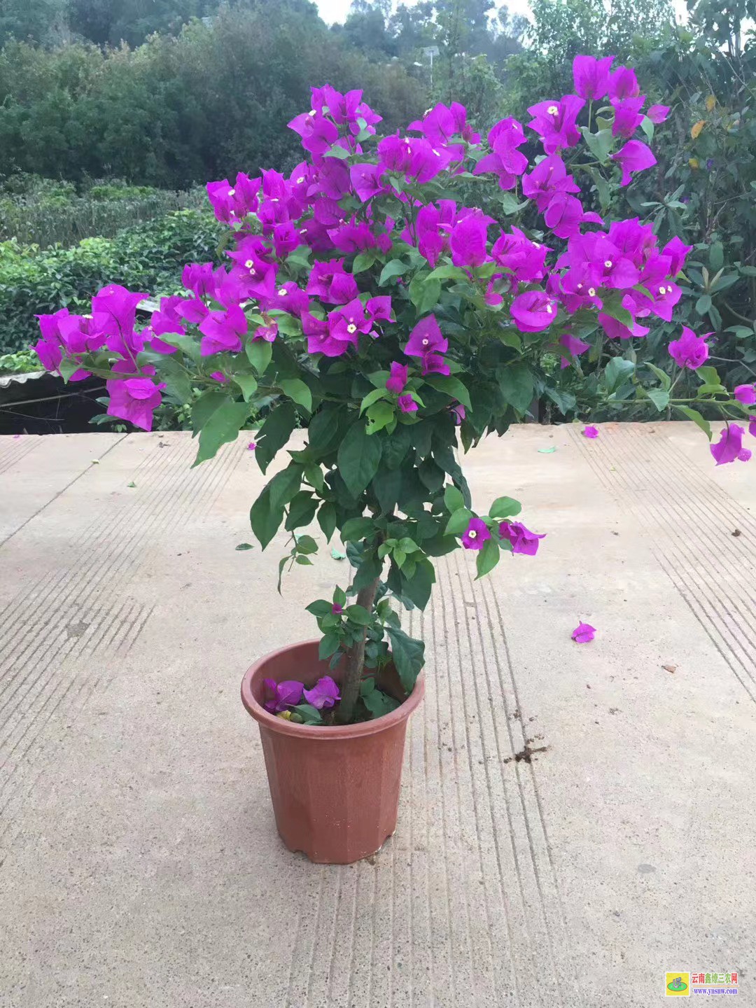 怒江泸水云南三角梅种植基地及价格| 三角梅批发价格表| 云南三角梅供应商
