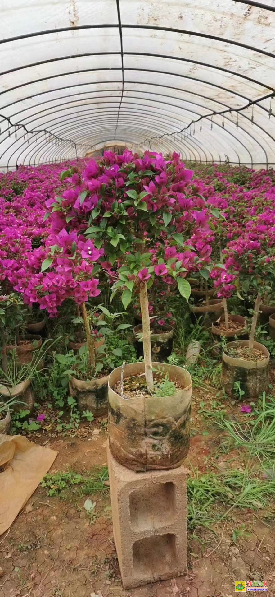 怒江泸水云南三角梅种植基地及价格| 三角梅批发价格表| 云南三角梅供应商