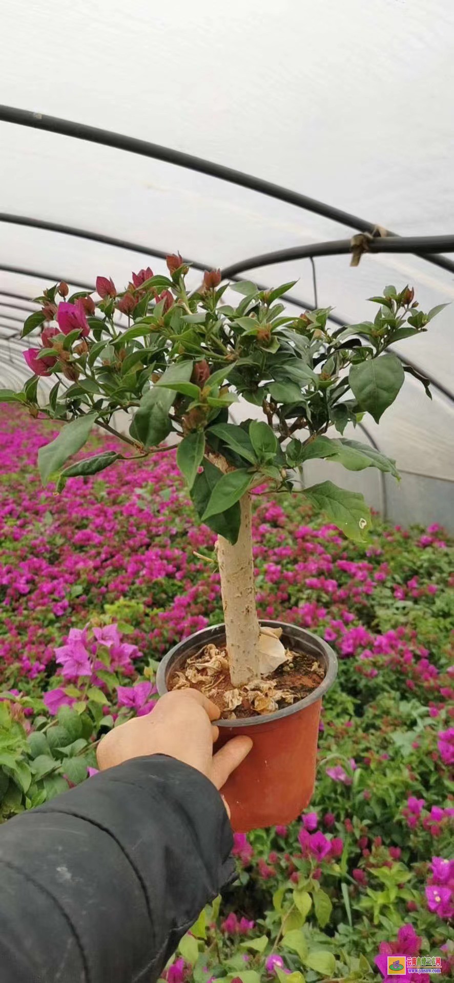 铜仁德江广州三角梅种植基地| 云南三角梅袋苗| 云南三角梅供应商