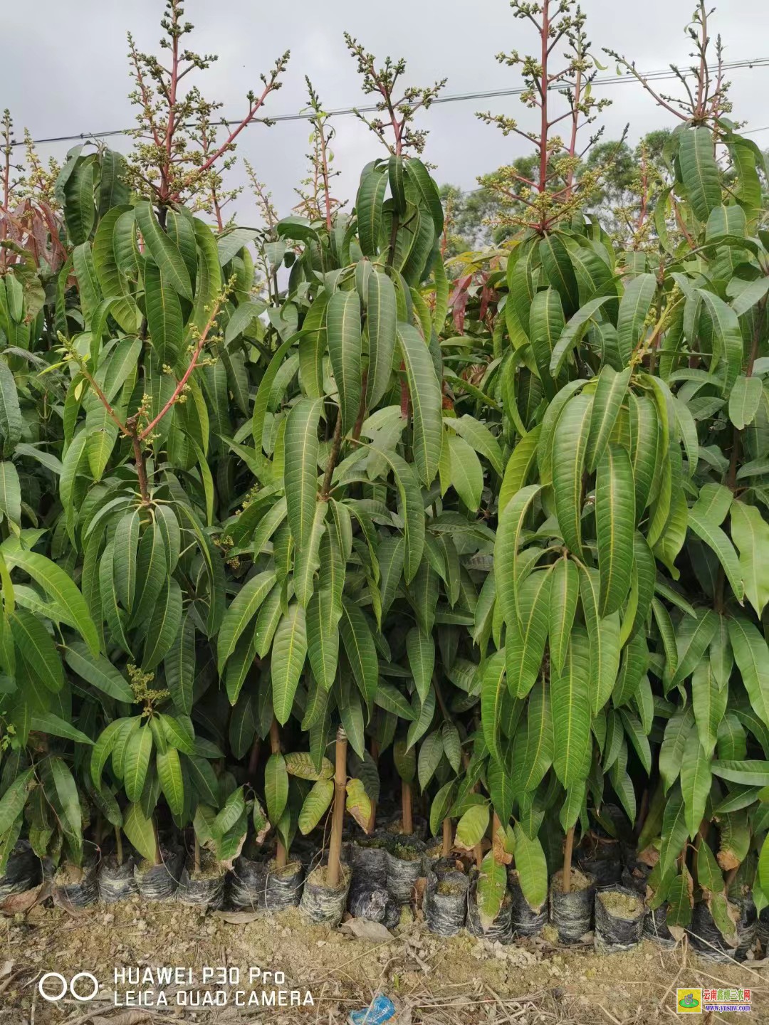 钦州钦南芒果苗多少钱一株|桂七芒果苗批发|四季芒果苗