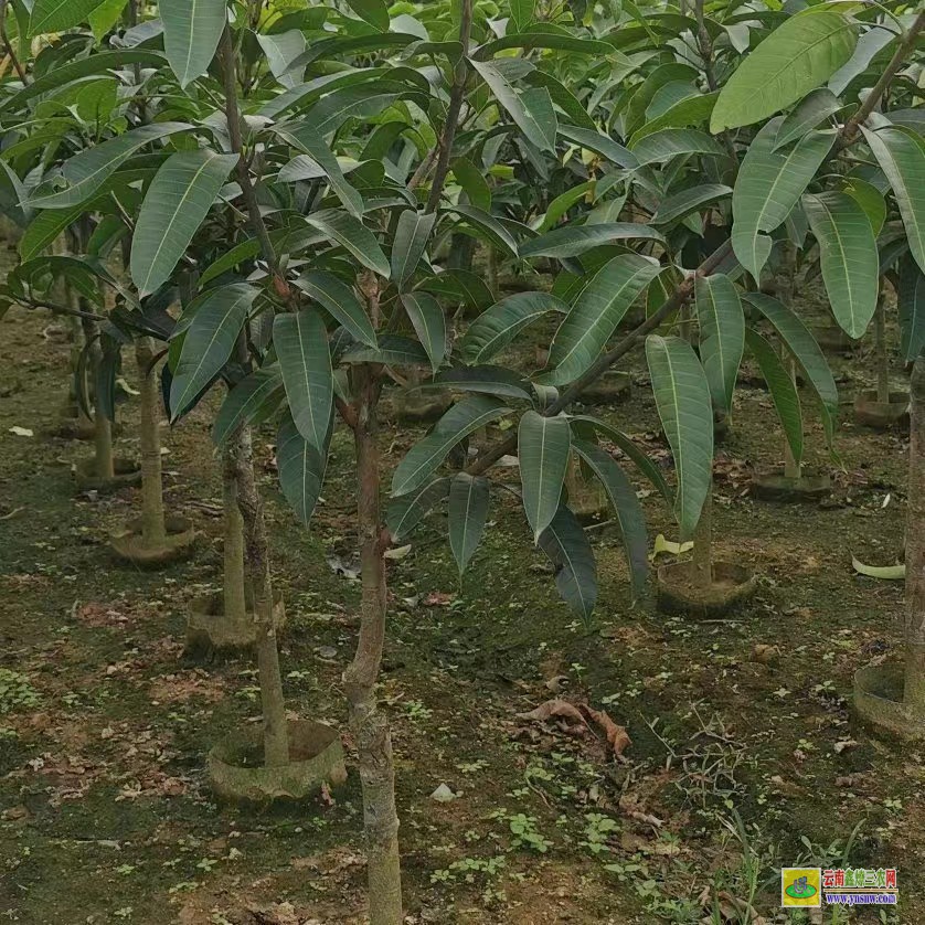 钦州钦南芒果苗多少钱一株|桂七芒果苗批发|四季芒果苗