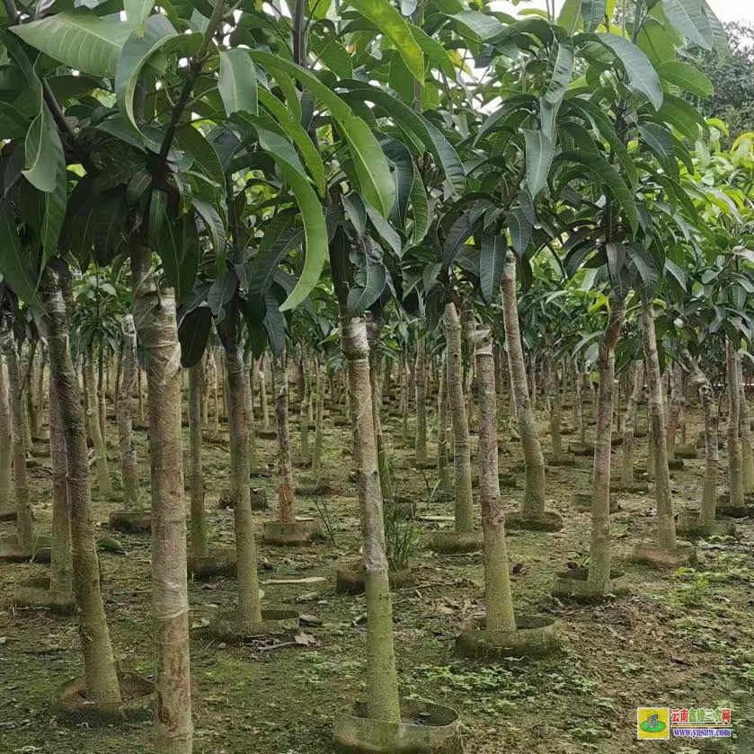 柳州柳南2022芒果苗金煌|桂七芒果苗批发|四季芒果苗