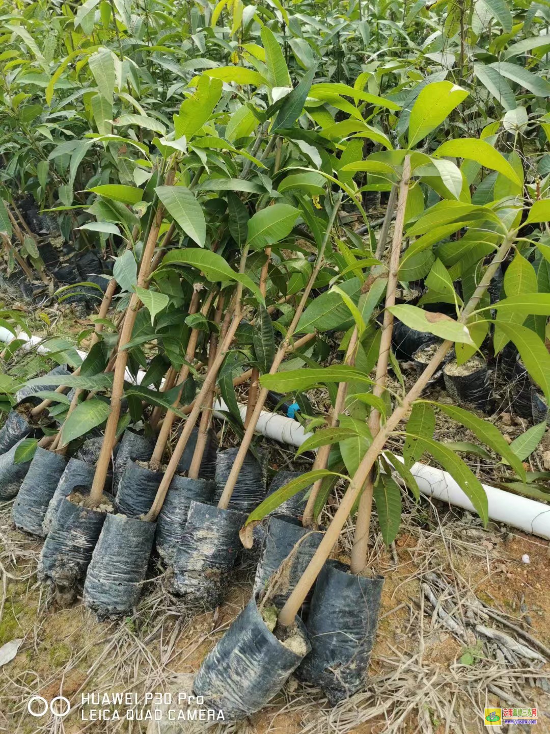 柳州柳南2022芒果苗金煌|桂七芒果苗批发|四季芒果苗