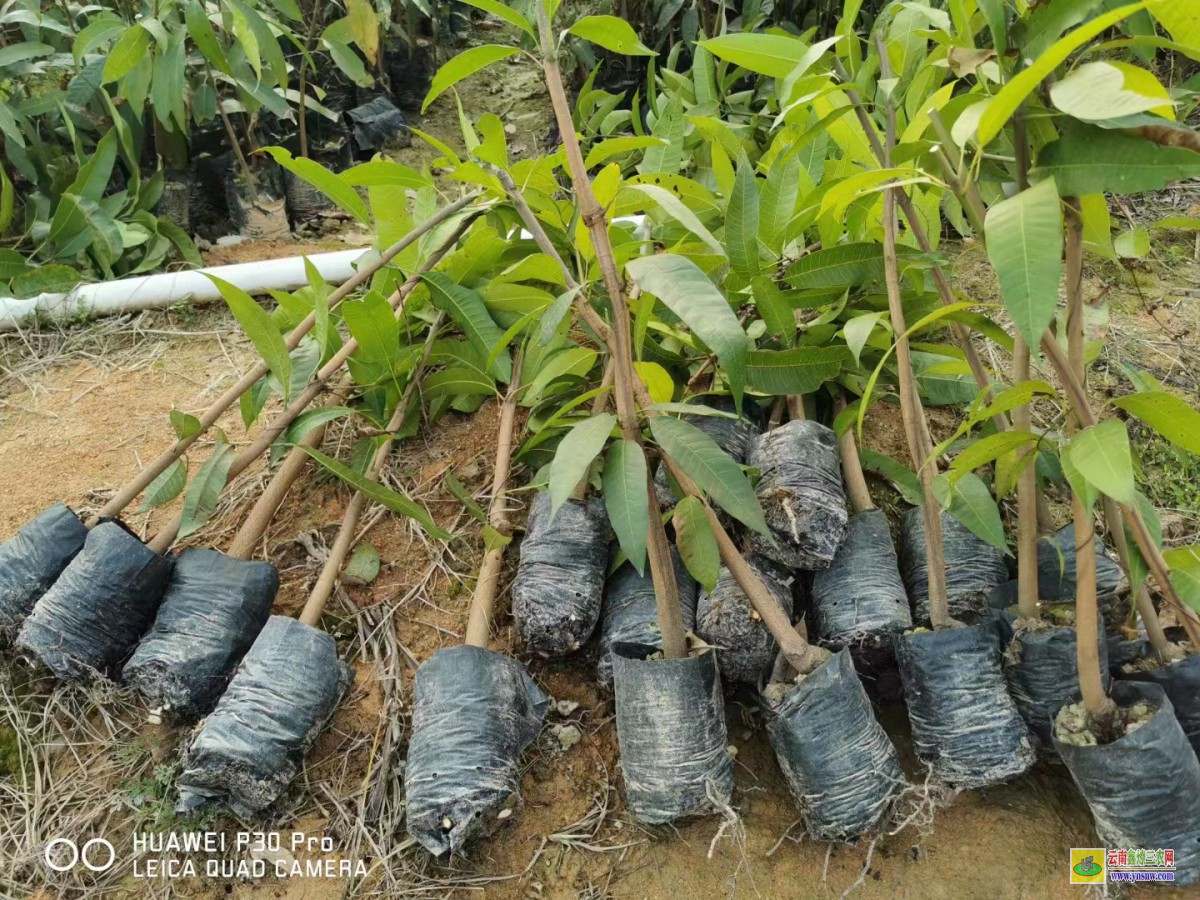 楚雄元谋芒果苗如何栽种|正宗芒果苗|芒果苗批发市场