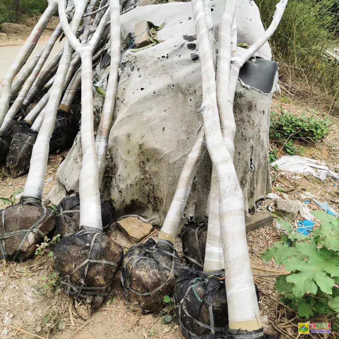 德宏梁河晚熟芒果苗价格|桂七芒果苗批发|贵妃芒果苗