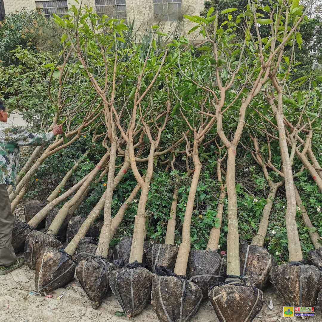 钦州浦北芒果苗多少钱一株|桂七芒果苗批发|四季芒果苗