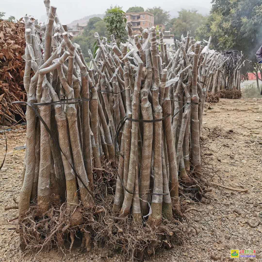 钦州浦北芒果苗多少钱一株|桂七芒果苗批发|四季芒果苗