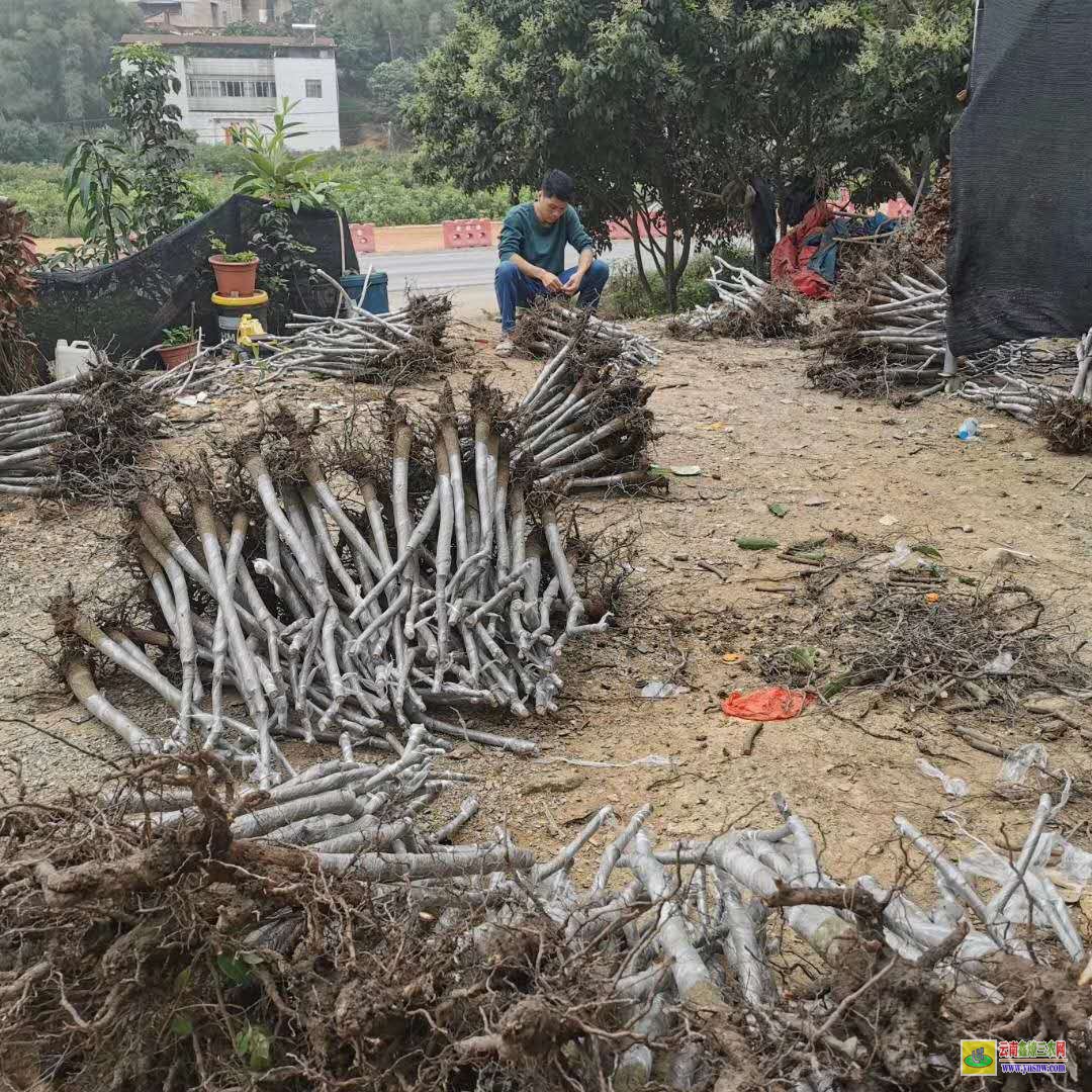 南宁邕宁芒果苗如何栽种|桂七芒果苗批发|四季芒果苗