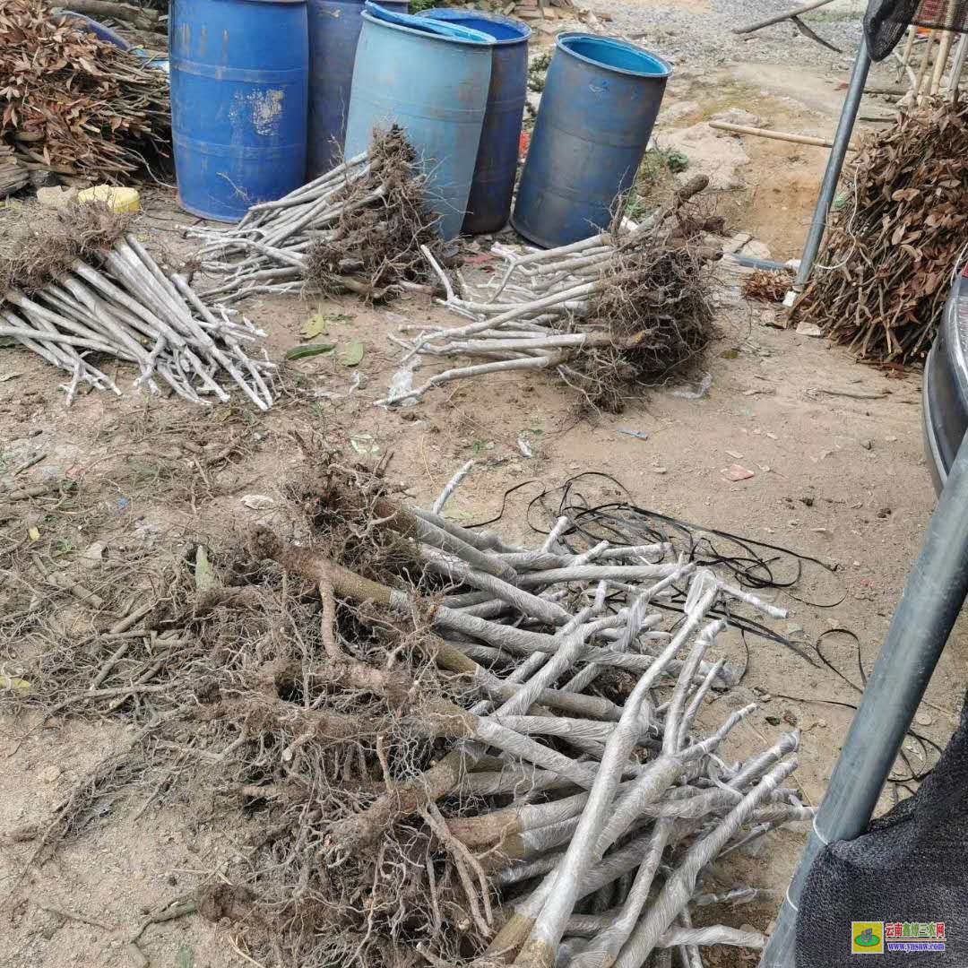 百色那坡批发芒果苗|桂七芒果苗批发|贵妃芒果苗
