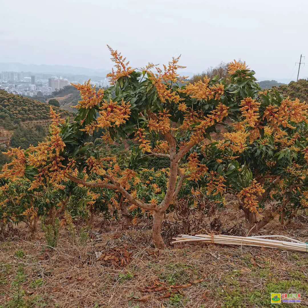 钦州钦南芒果苗多少钱一株|桂七芒果苗批发|四季芒果苗
