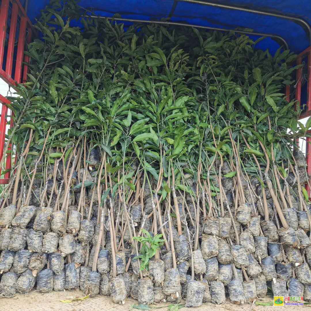 大理宾川2022芒果苗金煌|桂七芒果苗批发|四季芒果苗