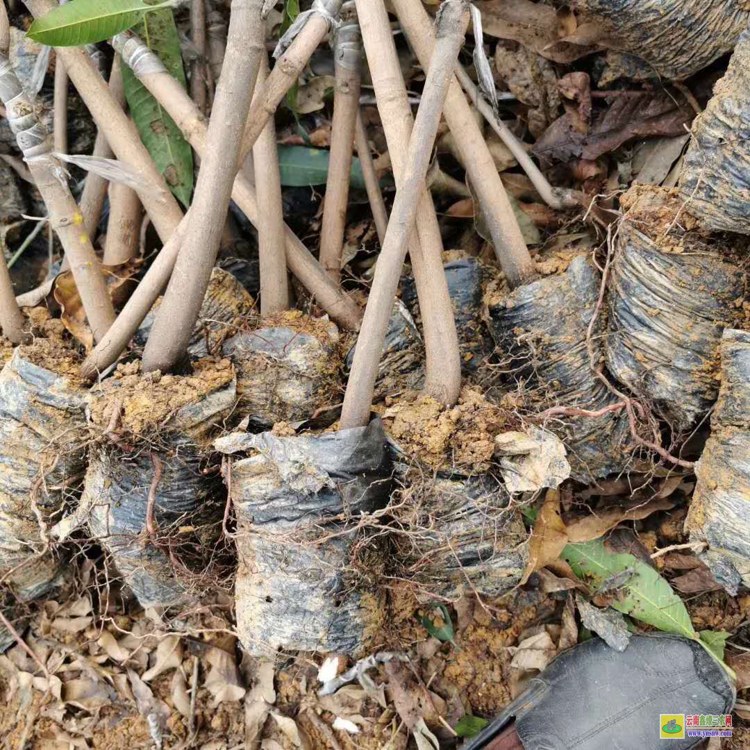 桂林灵川晚熟芒果苗价格|桂七芒果苗批发|贵妃芒果苗