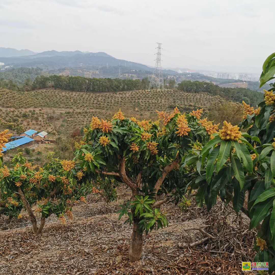 昭通绥江批发芒果苗|桂七芒果苗批发|贵妃芒果苗