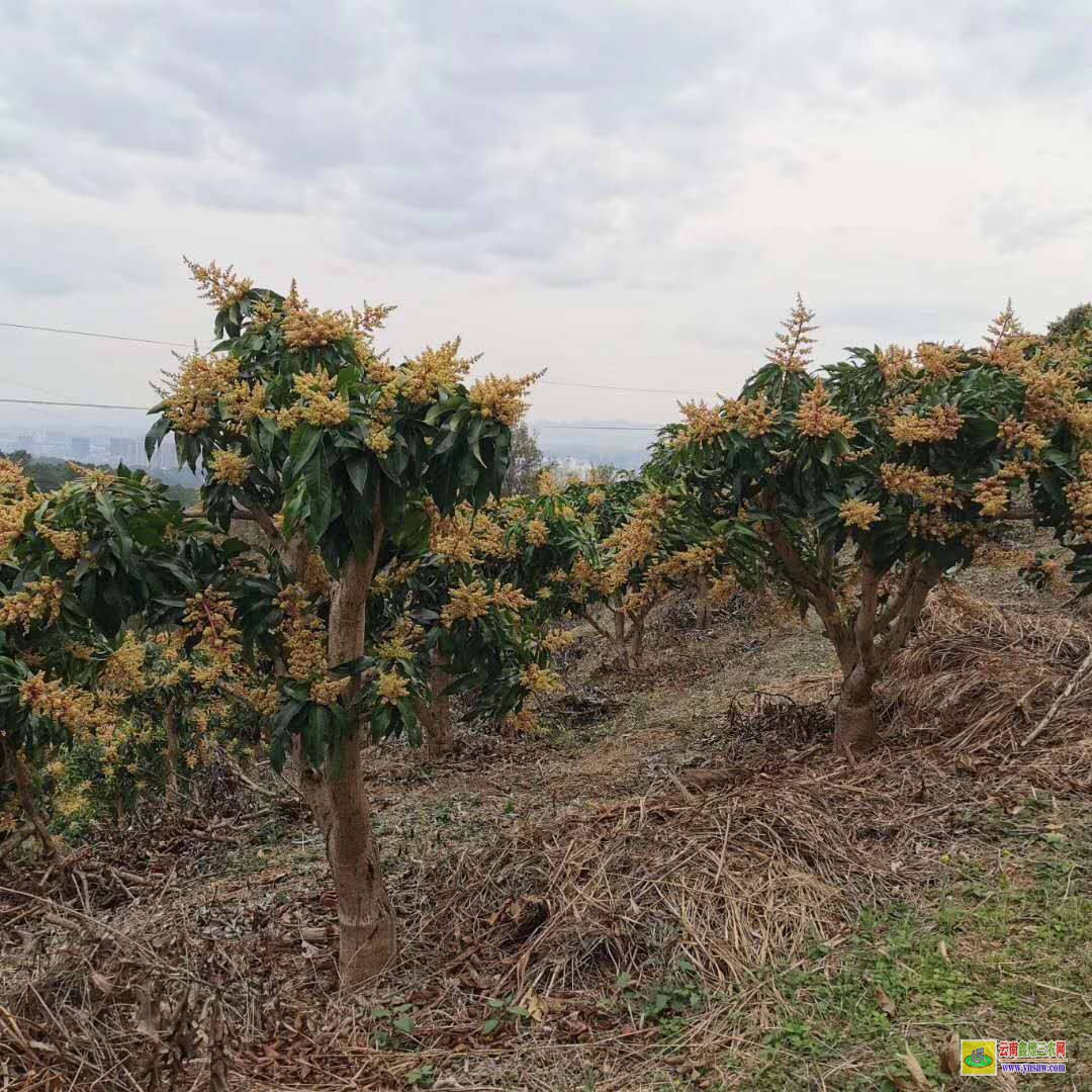 柳州柳南2022芒果苗金煌|桂七芒果苗批发|四季芒果苗