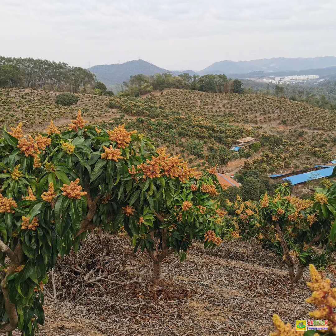 普洱宁洱金煌芒果苗|桂七芒果苗批发|贵妃芒果苗