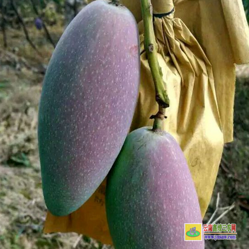 德宏盈江2022芒果苗金煌|桂七芒果苗批发|四季芒果苗