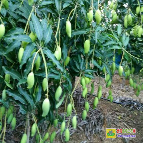 梧州蒙山晚熟芒果苗价格|桂七芒果苗批发|贵妃芒果苗