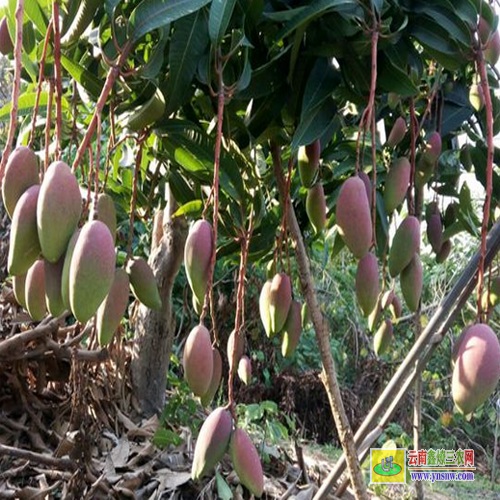 楚雄元谋广西钦州芒果苗|正宗芒果苗|贵妃芒果苗