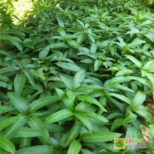昭通盐津芒果苗长什么样子|海南芒果苗|四季芒果苗