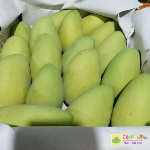 百色那坡批发芒果苗|桂七芒果苗批发|贵妃芒果苗