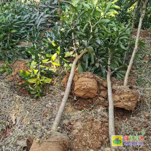大理宾川2022芒果苗金煌|桂七芒果苗批发|四季芒果苗