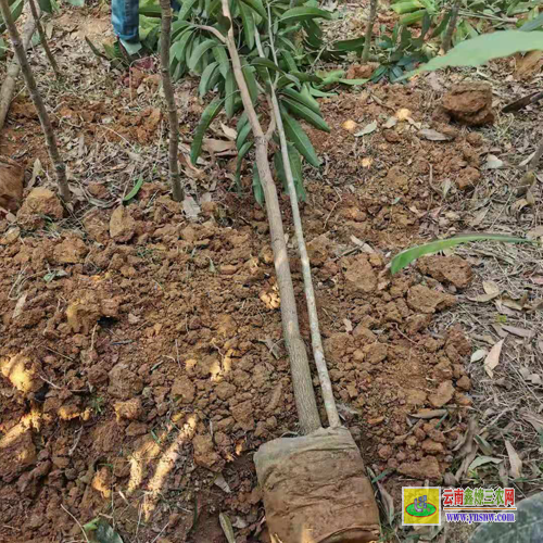 桂林灵川晚熟芒果苗价格|桂七芒果苗批发|贵妃芒果苗