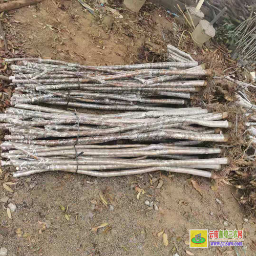红河河口晚熟芒果苗价格|桂七芒果苗批发|贵妃芒果苗