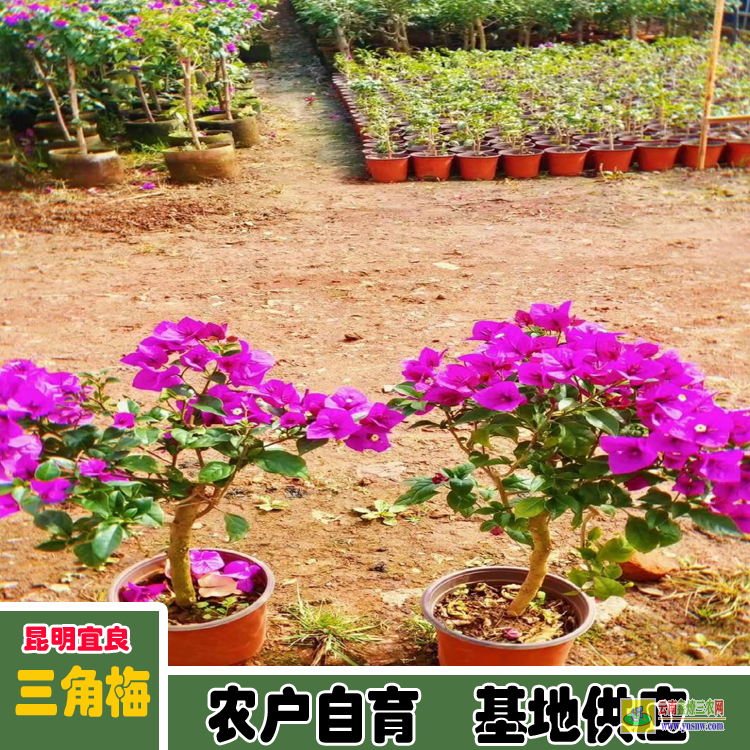 黔东岑巩三角梅苗木基地| 三角梅小苗价格| 云南三角梅供应商