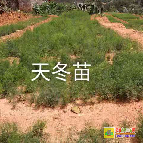 玉溪元江天冬苗多少钱一株 天冬亩产多少 天冬的经济效益